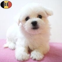 Chiots maltais à vendre — Douceur et élégance, Commerçant, Maladie de Carré (chiens), Bichon maltais, 8 à 15 semaines