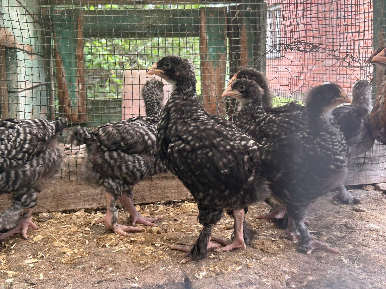 Kuikens Mechelse koekoek 5 en 3 weken, Dieren en Toebehoren