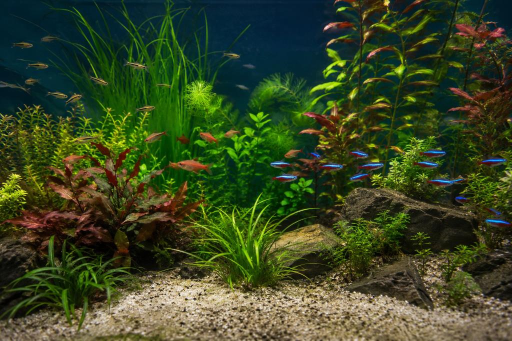 Iemand aquariumvissen teveel?