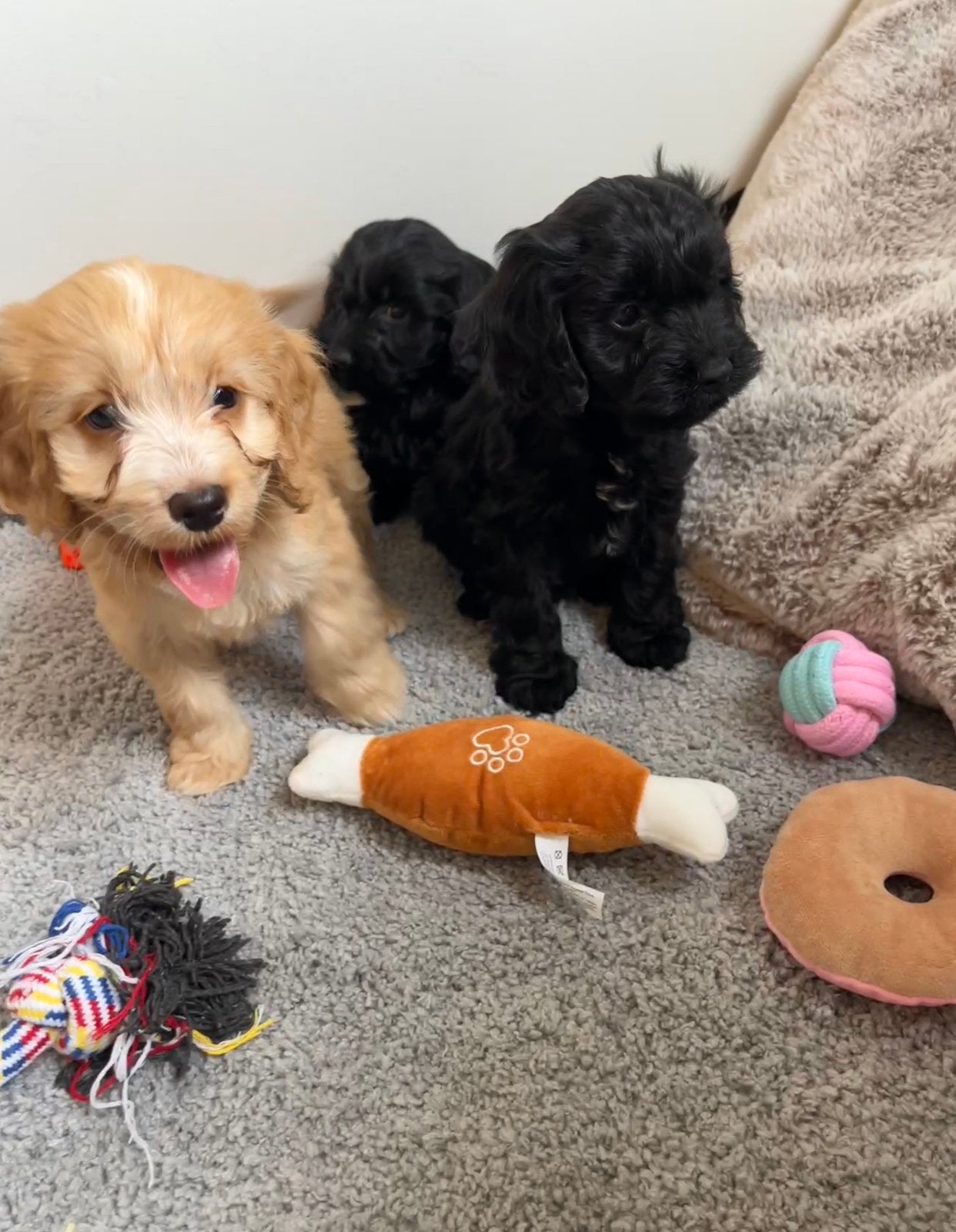 Beaux chiots Cockapoo (parents testés), Caniche, Maladie de Carré (chiens), Plusieurs, Belgique