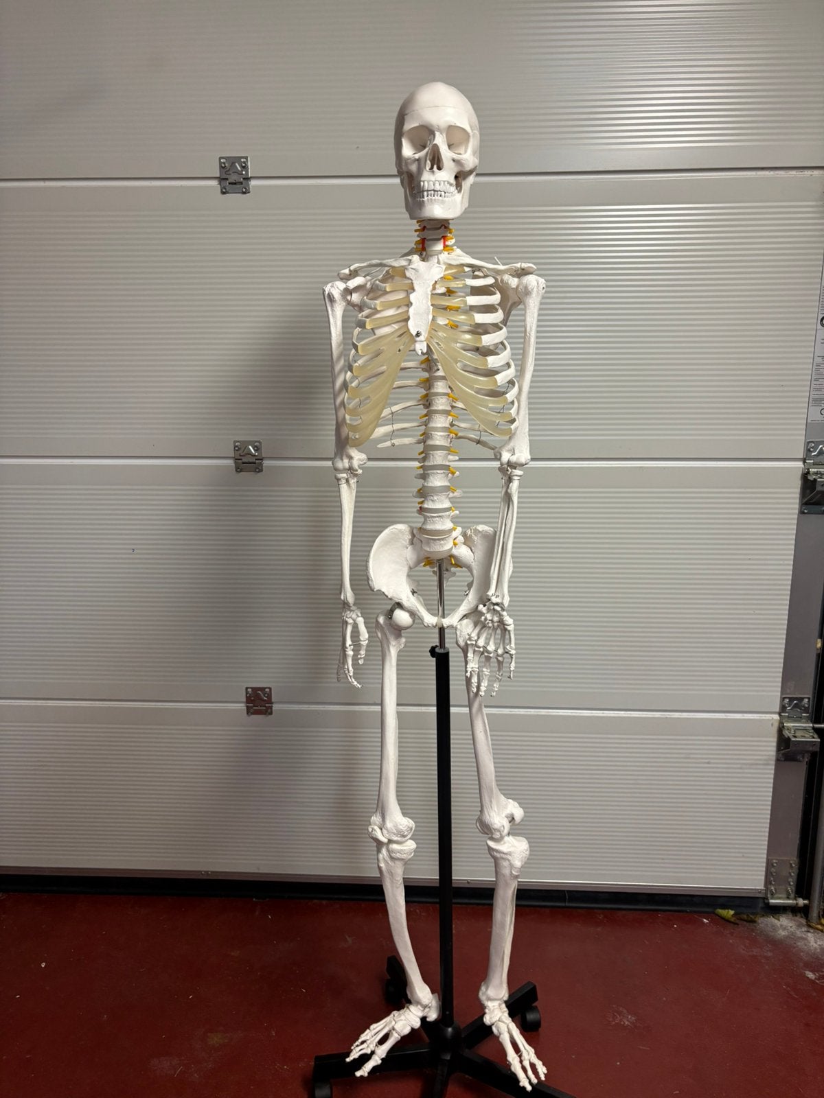Anatomisch skelet, geneeskunde, Ophalen