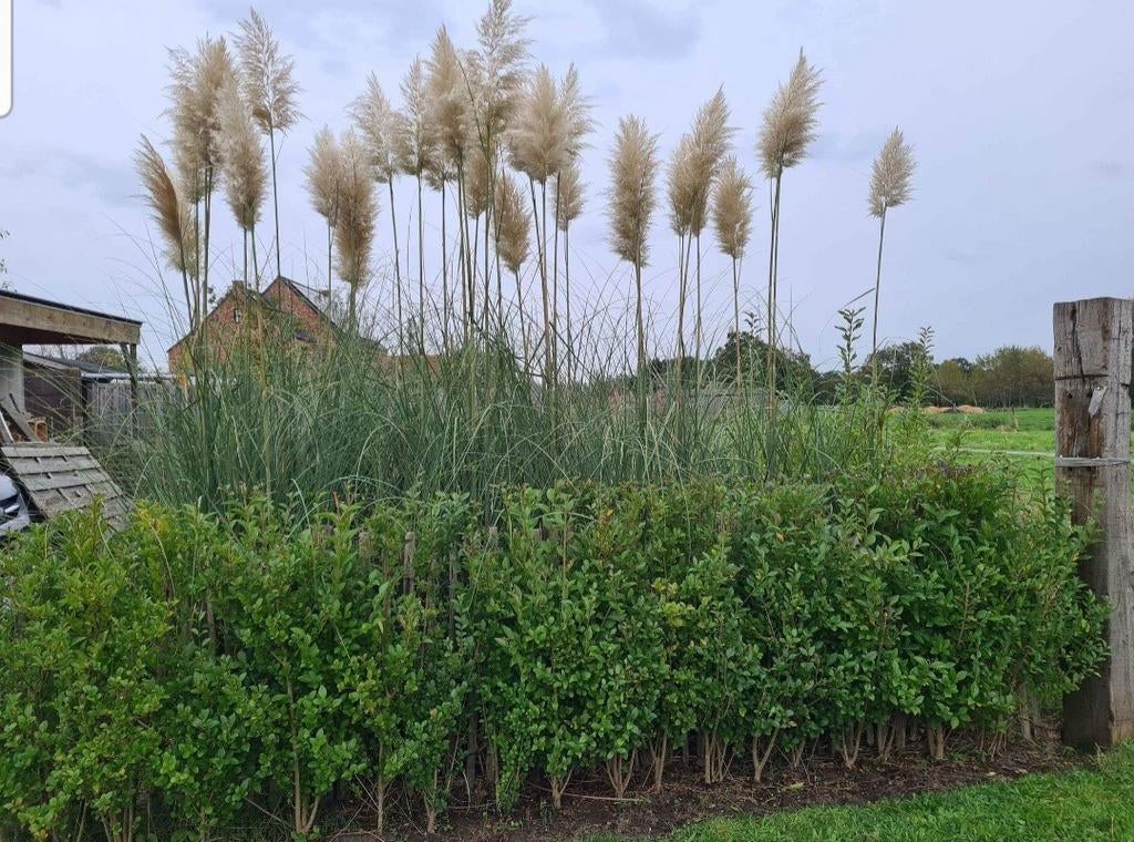 Pampas grassen, Enlèvement