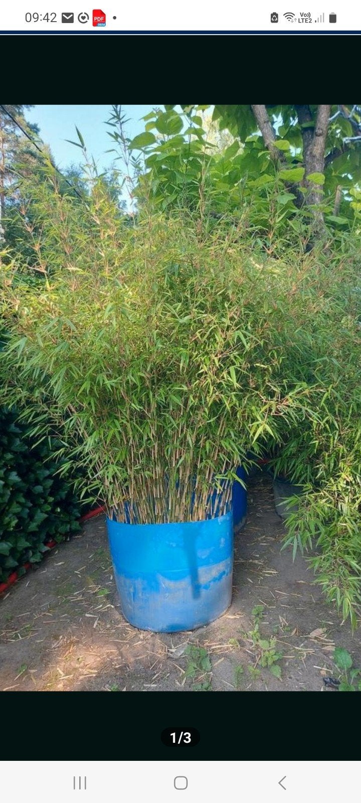 bamboe fargesia rufa, Enlèvement, Bambou