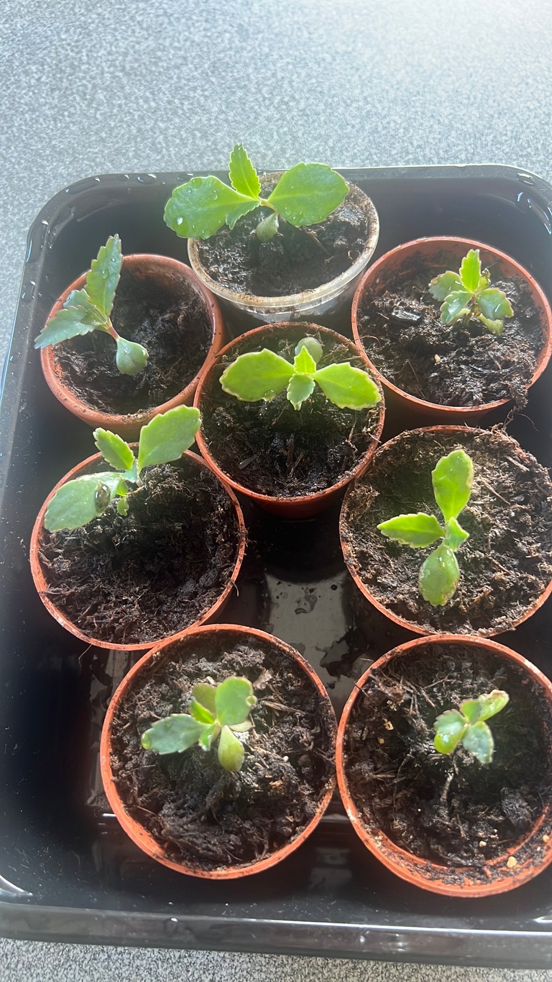 Stekje van een 'mother of thousand' plant, Huis en Inrichting, Kamerplanten, Ophalen