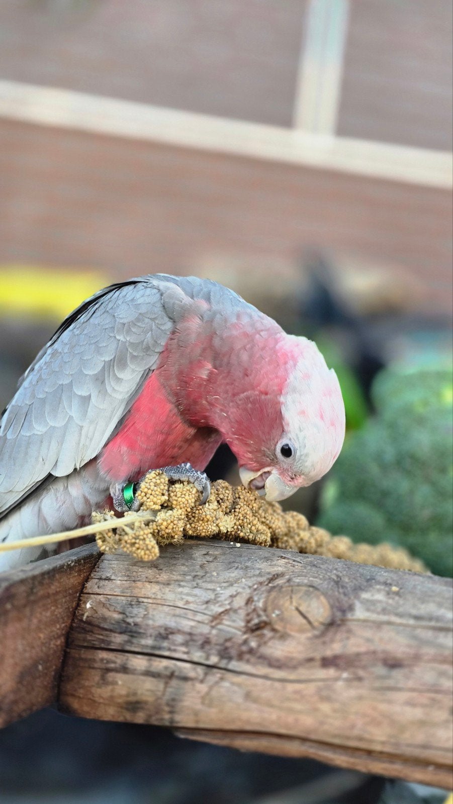 Rose kaketoe / super tam / freeflight / 2026 /, Plusieurs animaux, Perroquet, Domestique