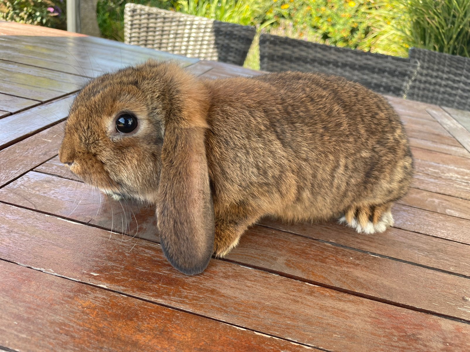 Minilop konijntje, Dieren en Toebehoren