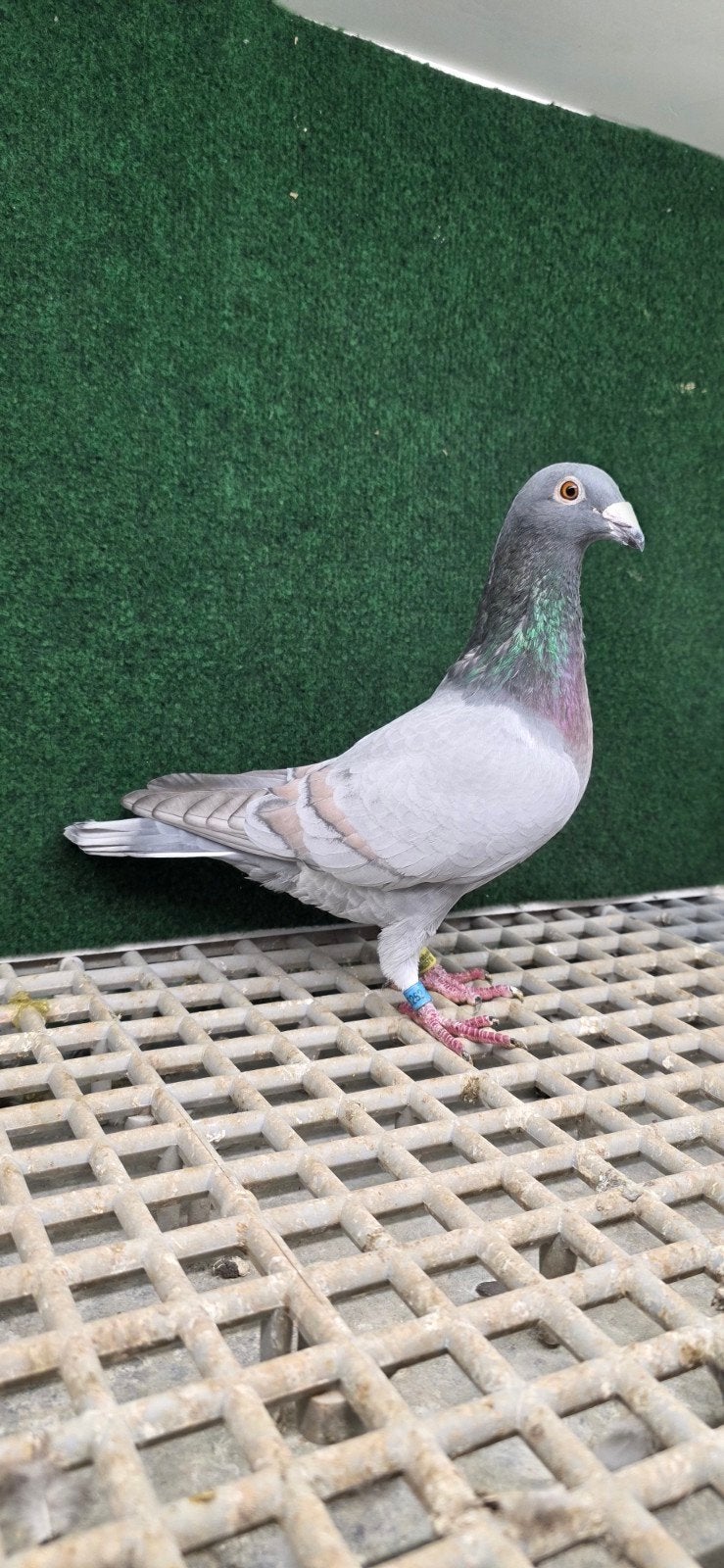 mâle voyageur opale, Animaux & Accessoires