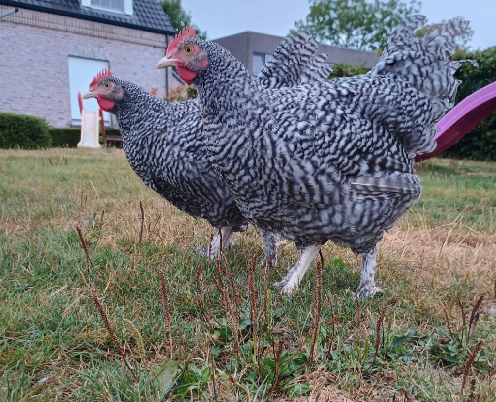 mechelse koekoek haan/hanen te koop, Dieren en Toebehoren, Mannelijk, Kip