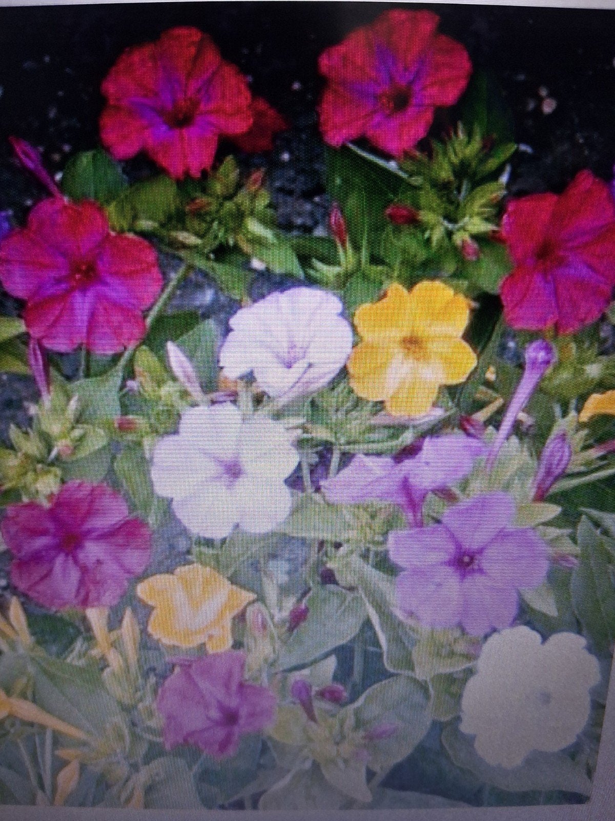 mirabilis jalapa nachtschone10 zaden, Ophalen of Verzenden