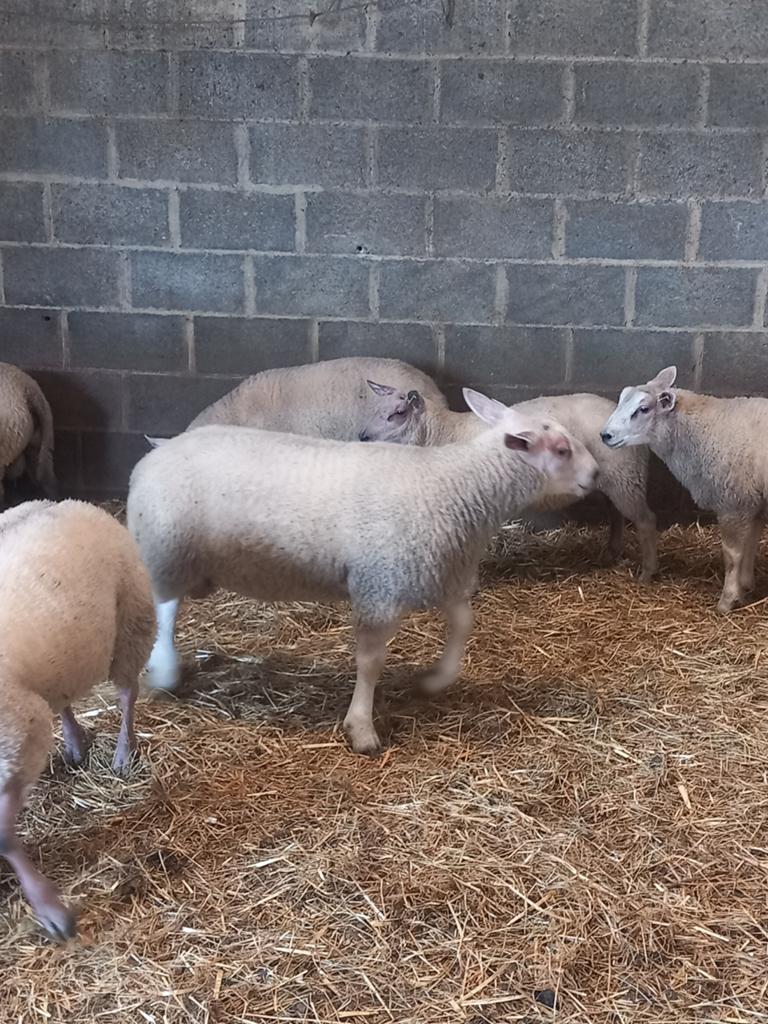 Moutons, Animaux & Accessoires, Mâle