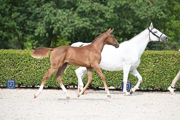 Springveulen met sterke moederlijn, Springpaard, Met stamboom, Niet van toepassing, 0 tot 2 jaar