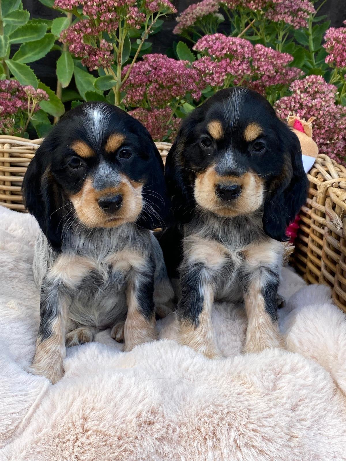 Engelse cocker spaniel pups, Dieren en Toebehoren, België, CDV (hondenziekte), 8 tot 15 weken, Meerdere