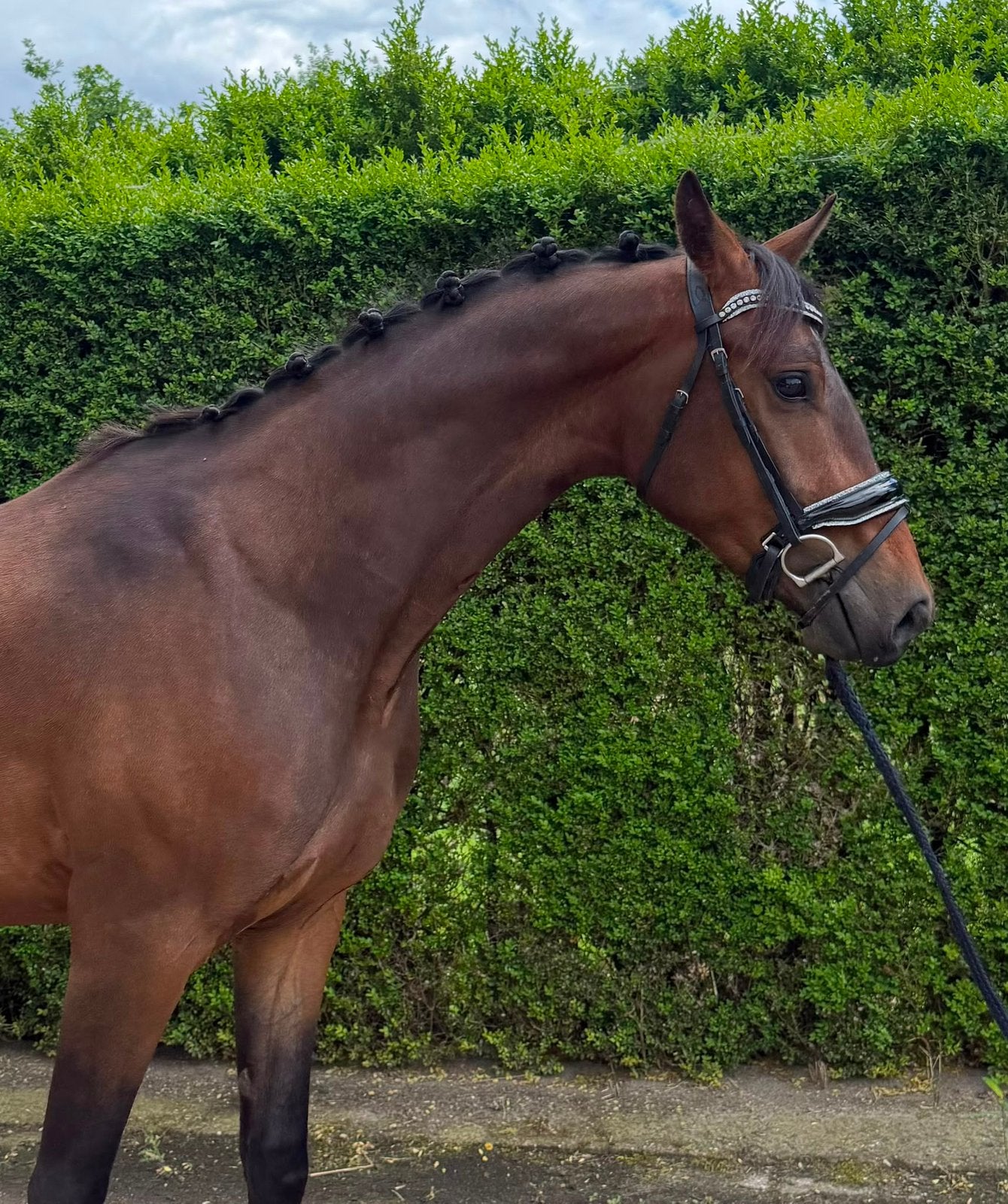Leuke, knappe 3 jarige ruin zoekt een 5 ⭐️🏡, Cheval de dressage, Hongre, 165 à 170 cm, Non dressé