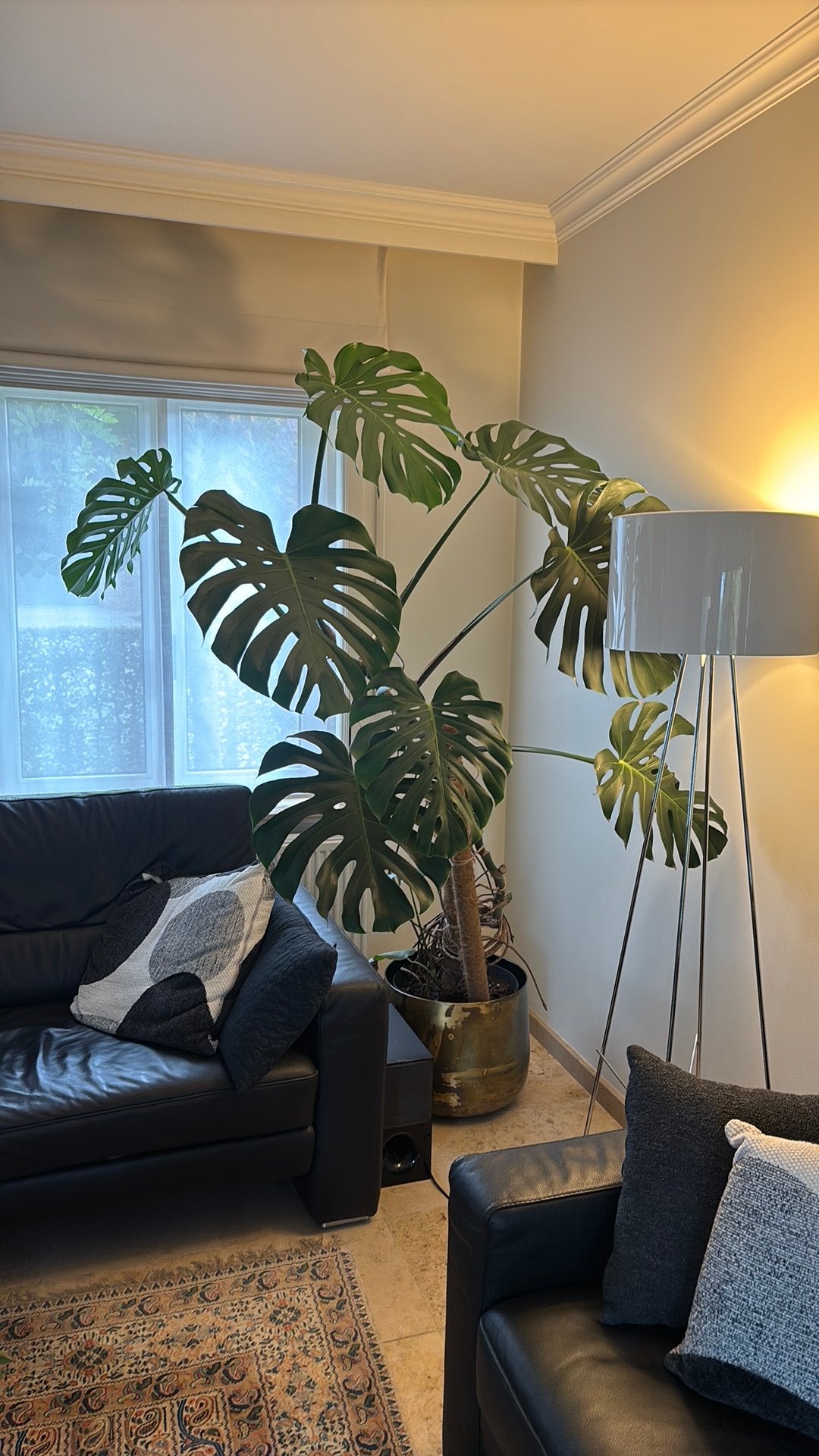 Monstera plant 2m, Tuin en Terras, Vaste plant, Bloeit niet, Halfschaduw, Ophalen