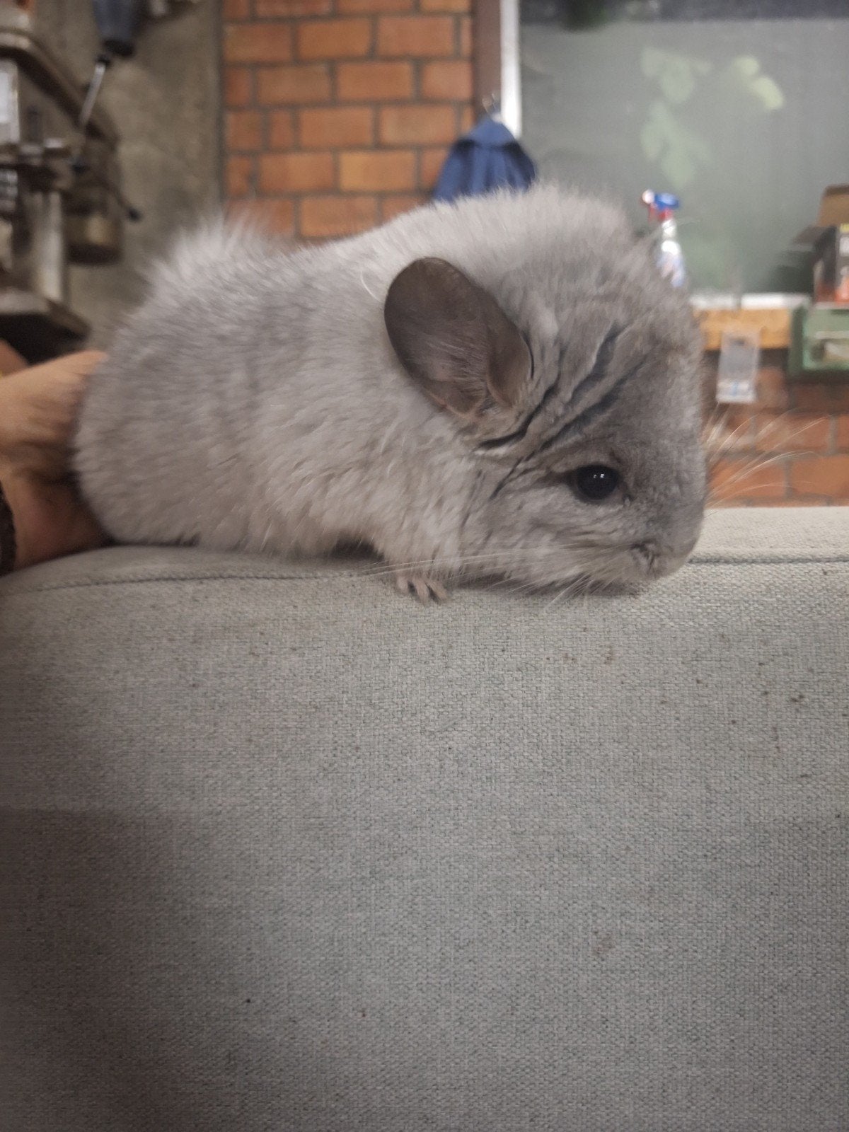 Jonge tamme chinchillas, tam, gekleurd, ook angora, Dieren en Toebehoren, Mei, Cavia, Tam