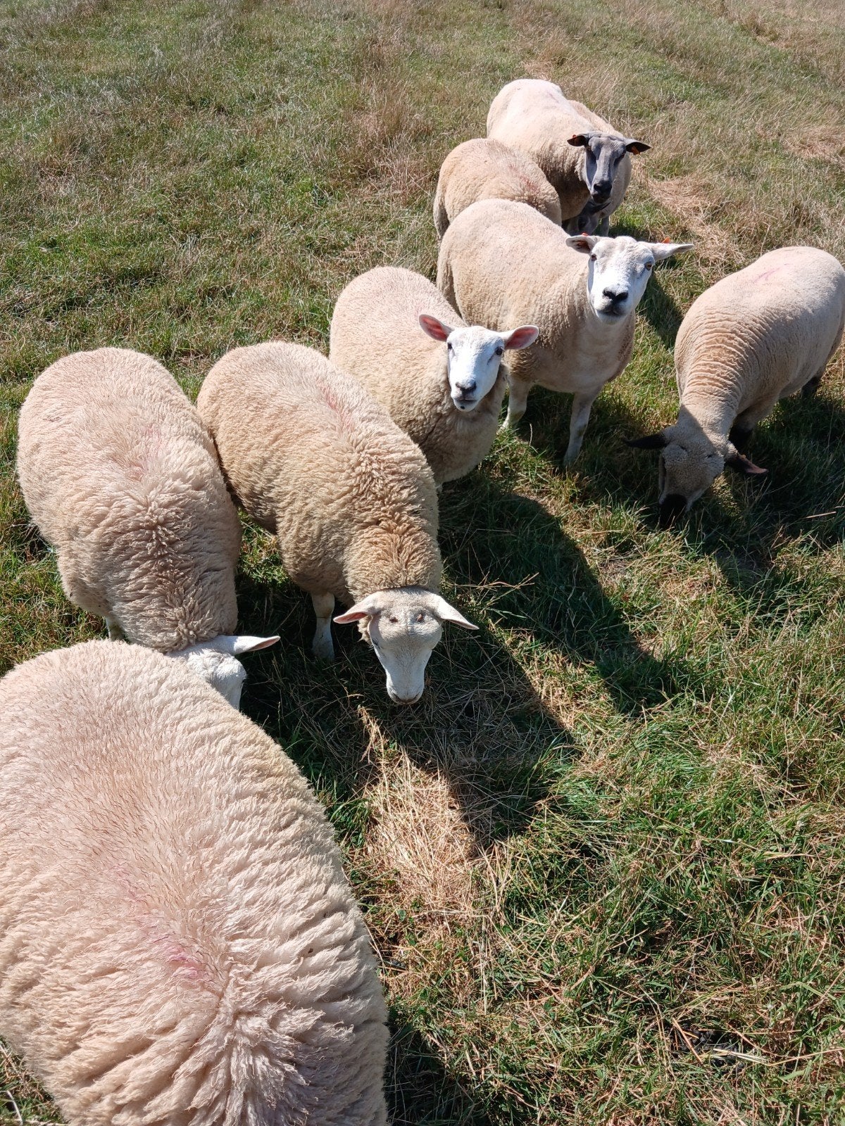 Lammeren voor de kweek of voor slacht.5 maanden oud, Dieren en Toebehoren, Schapen, Geiten en Varkens