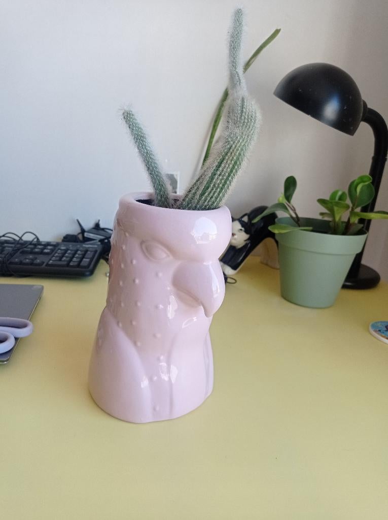 Vaas/pot met plant, Ophalen, Zo goed als nieuw, Overige kleuren