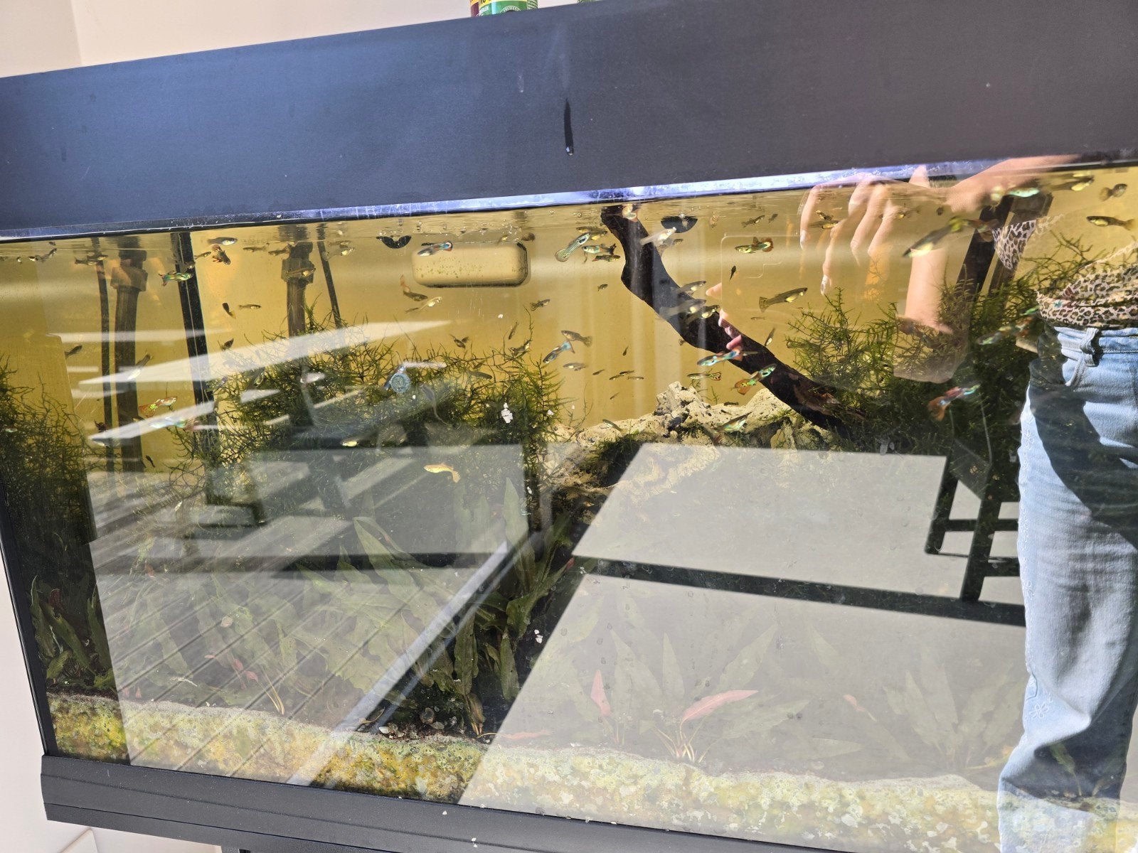 guppies en algeneter baby's, Animaux & Accessoires, Reptiles & Amphibiens | Accessoires, Enlèvement