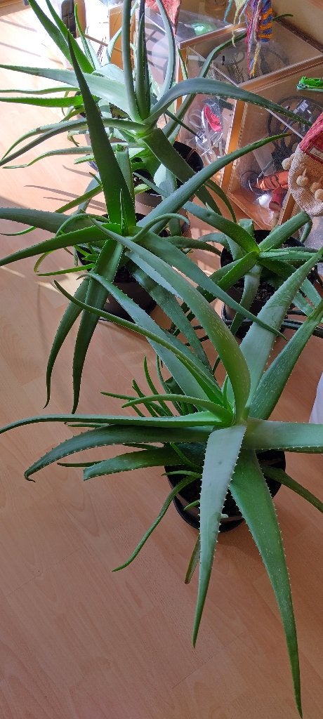 5 Aloe vera planten, Enlèvement