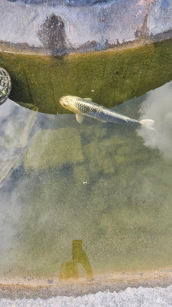 Grote koi, Karper of Koi