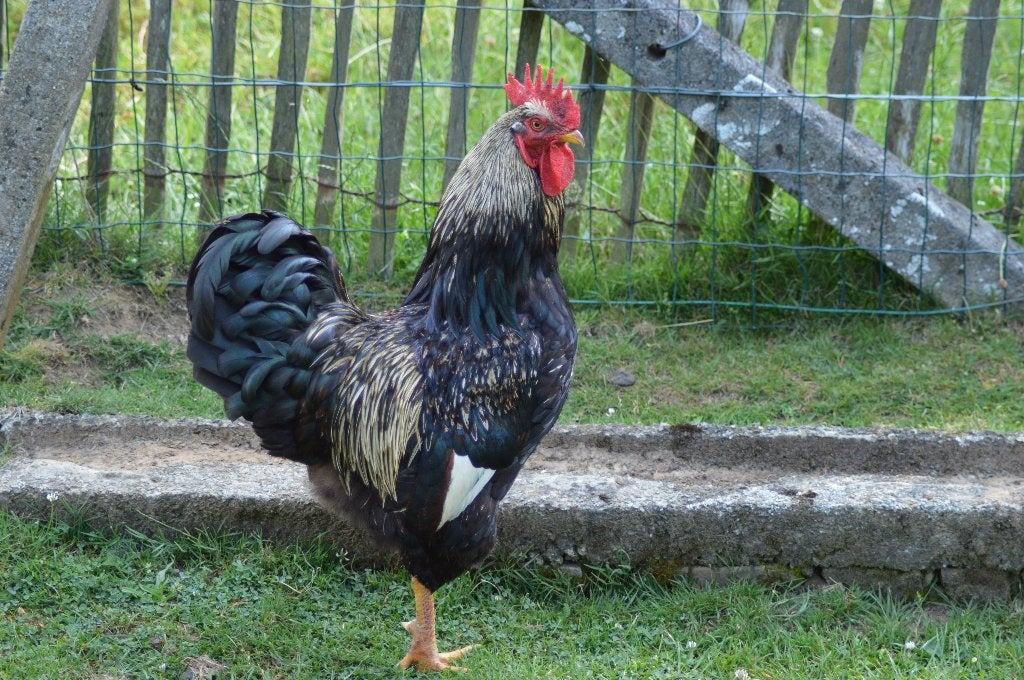Barnevelder hanen, Dieren en Toebehoren, Pluimvee, Mannelijk, Kip