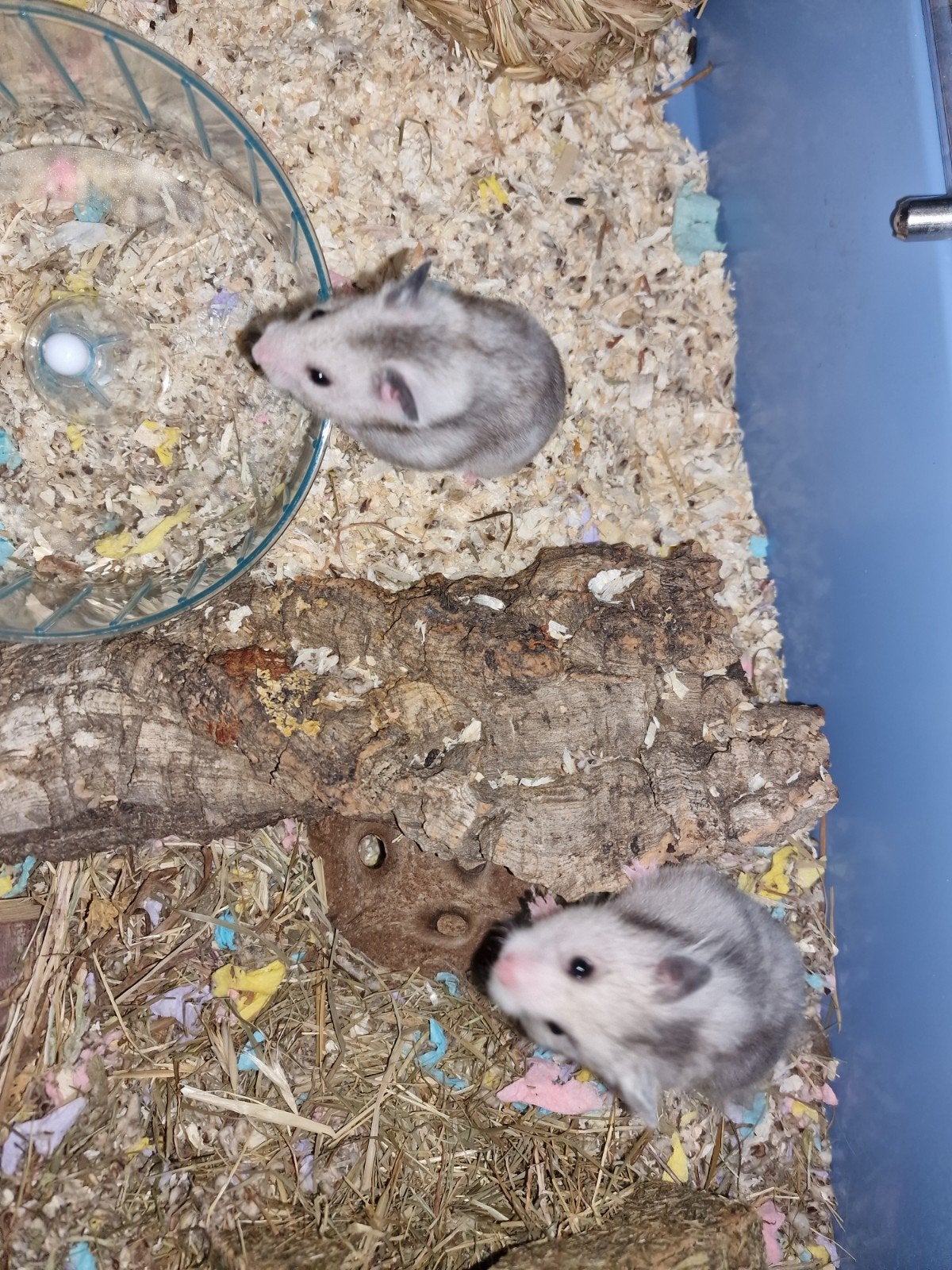 goudhamster, Dieren en Toebehoren, Juni, Vrouwelijk, Hamster