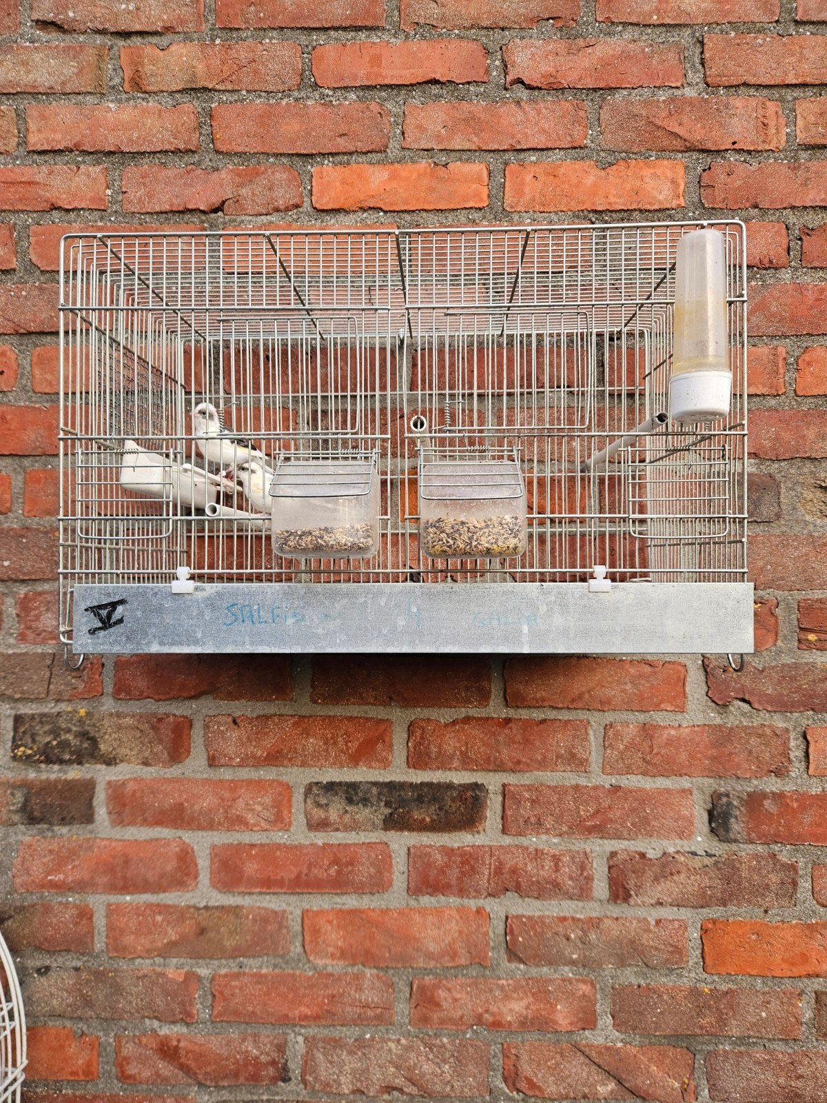 Couple de Canaris + cage