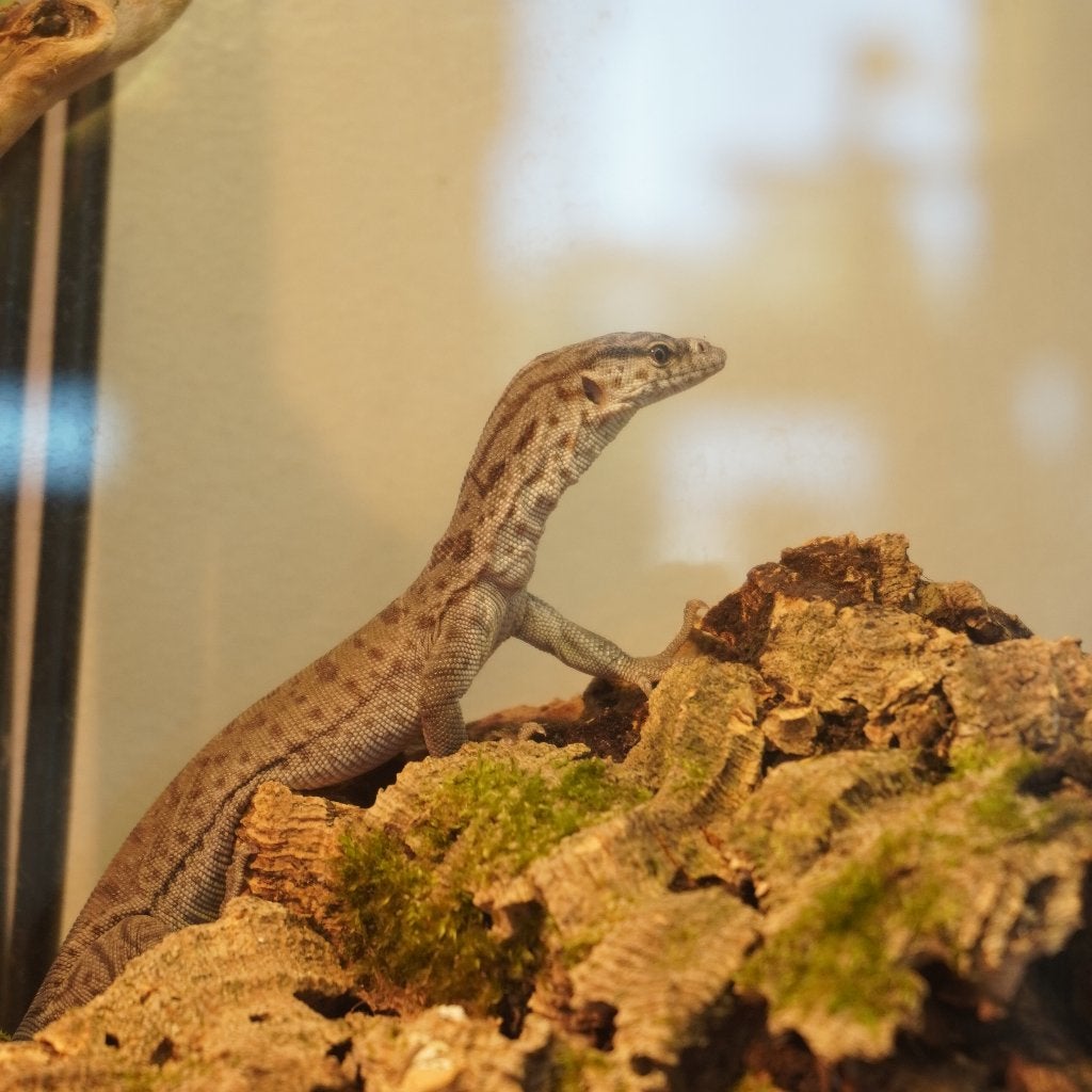 varanus gilleni, Dieren en Toebehoren, Hagedis, 0 tot 2 jaar