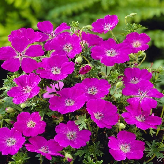 Geranium sanguineum 'Max Frei', 'Striatum' enz., Ophalen, Bodembedekkers, Volle zon, Vaste plant