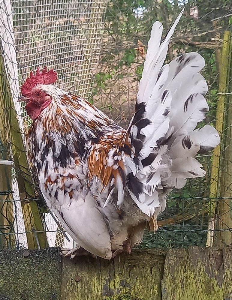 Sabelpootkrielhaan, mengkleur, Dieren en Toebehoren, Mannelijk, Kip