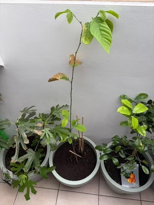Cherimoya boompje in pot, Tuin en Terras, Halfschaduw, Overige soorten, 100 tot 250 cm, Zomer