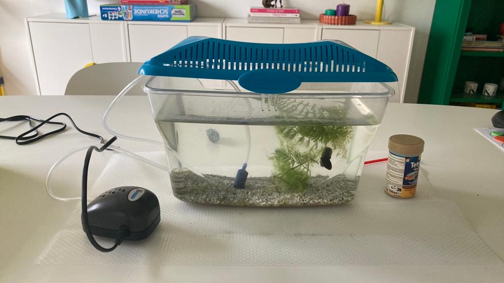 Guppy, Dieren en Toebehoren, Vissen | Aquaria en Toebehoren, Ophalen, Zo goed als nieuw