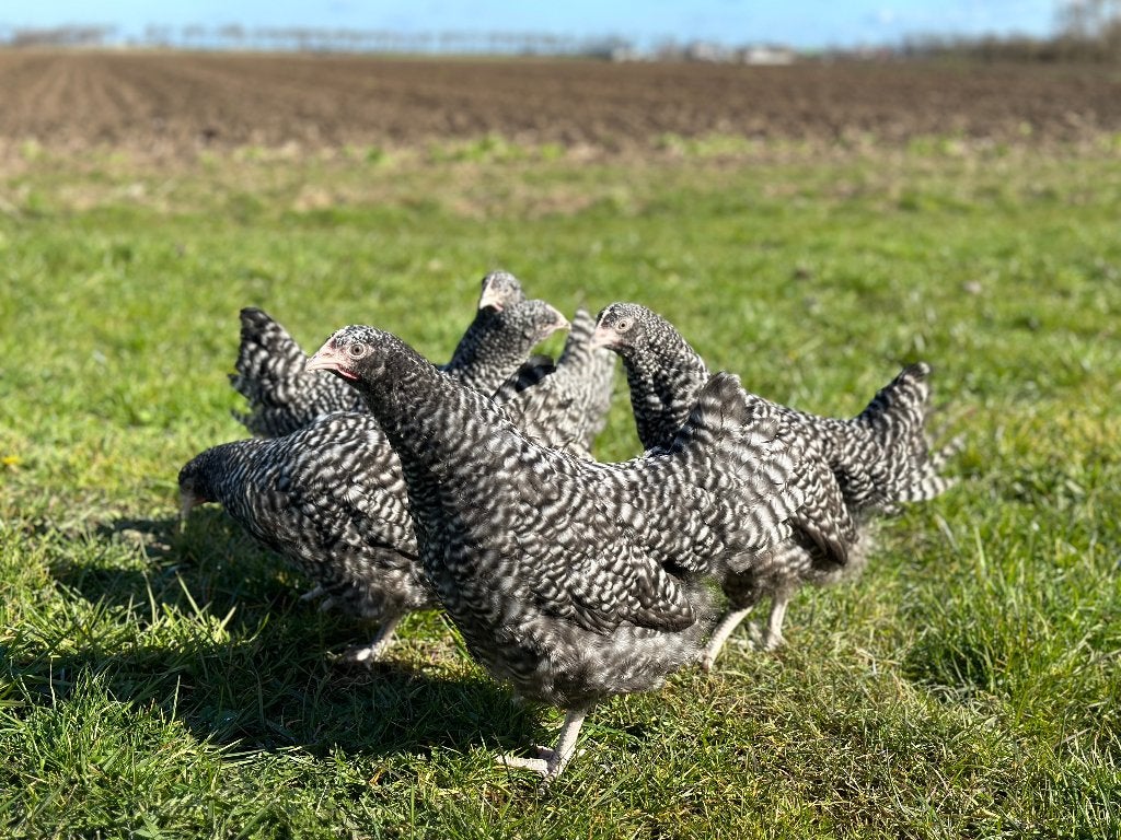 Jonge tamme Noord Hollandse Blauwe kippen gesekst & ingeënt, Dieren en Toebehoren, Vrouwelijk, Kip