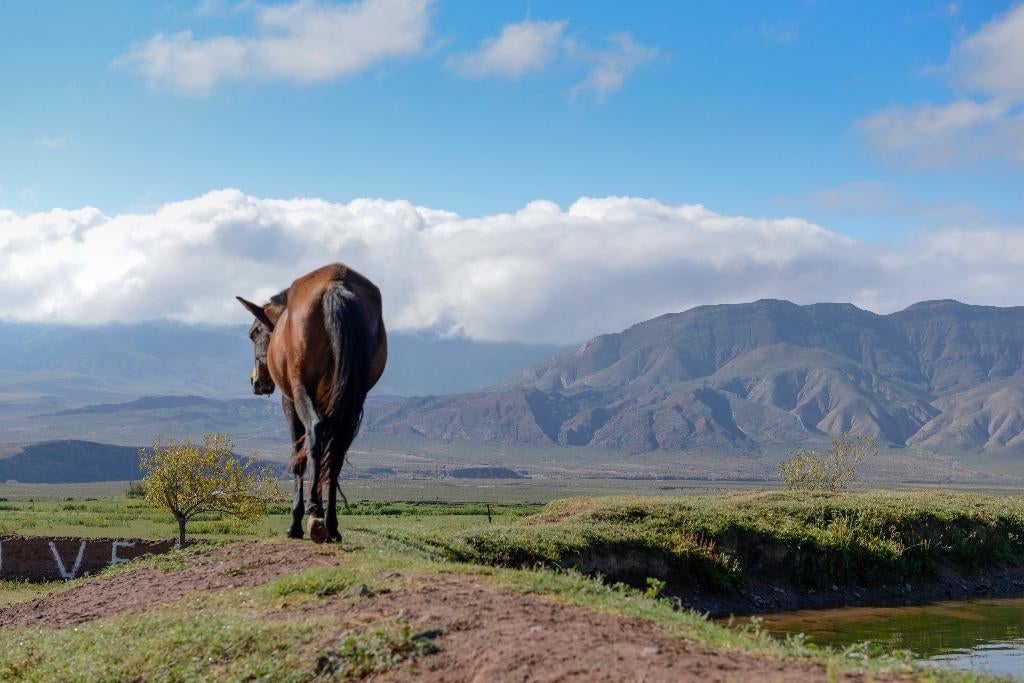 weide gezocht Bornem, Dieren en Toebehoren, Weidegang, 1 paard of pony