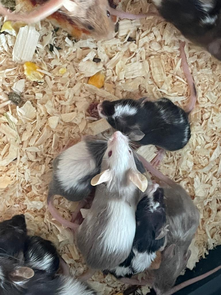 Adorables jeunes souris domestiques disponibles., Dieren en Toebehoren, Knaagdieren, April, Muis, Meerdere dieren, Tam