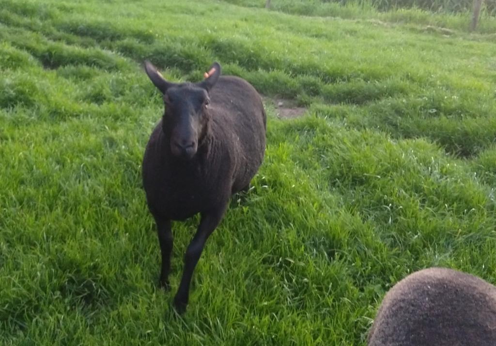 Ooi, Dieren en Toebehoren, Schapen, Geiten en Varkens