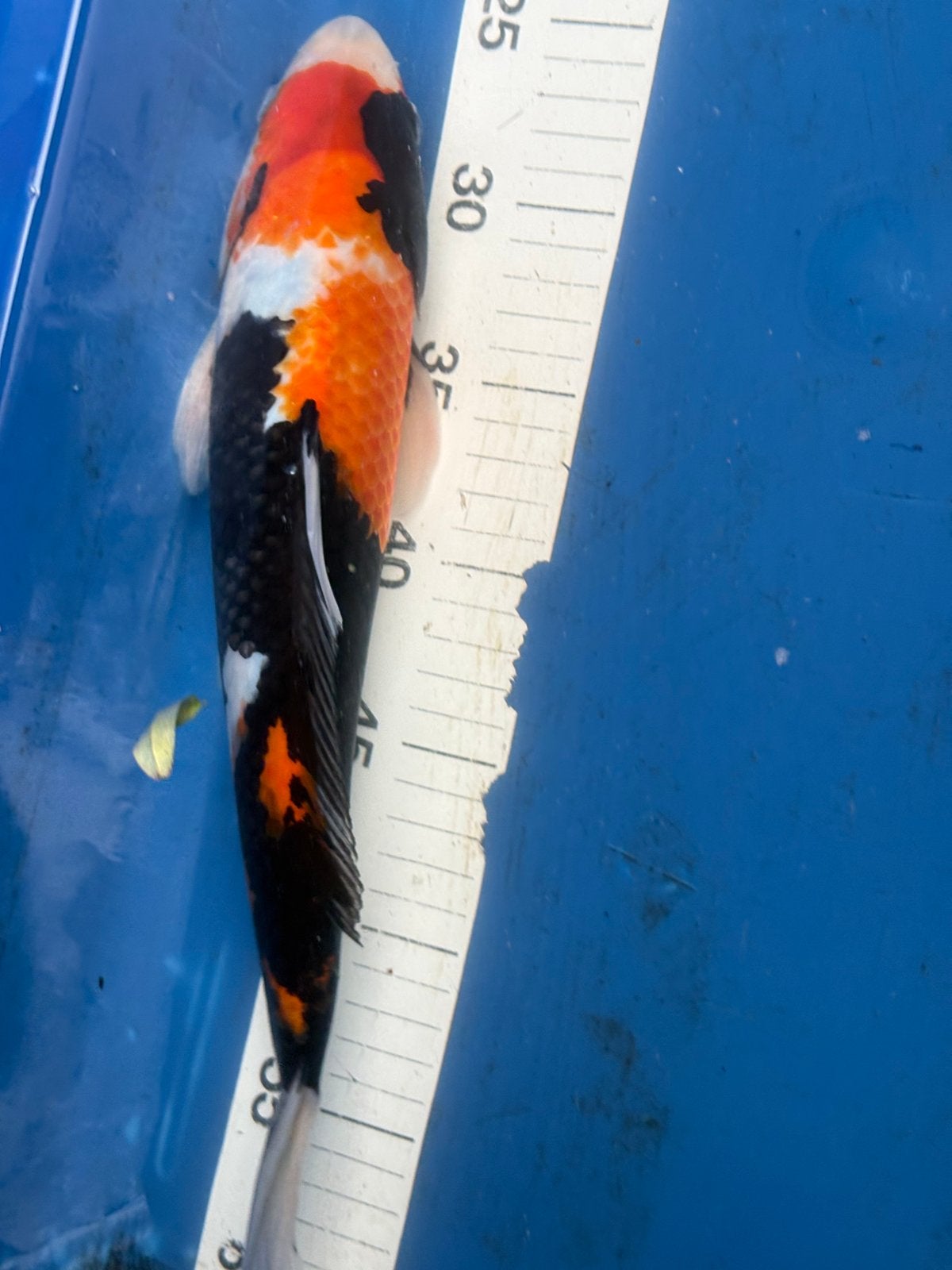 35 cm koi, Dieren en Toebehoren, Vissen | Vijvervissen