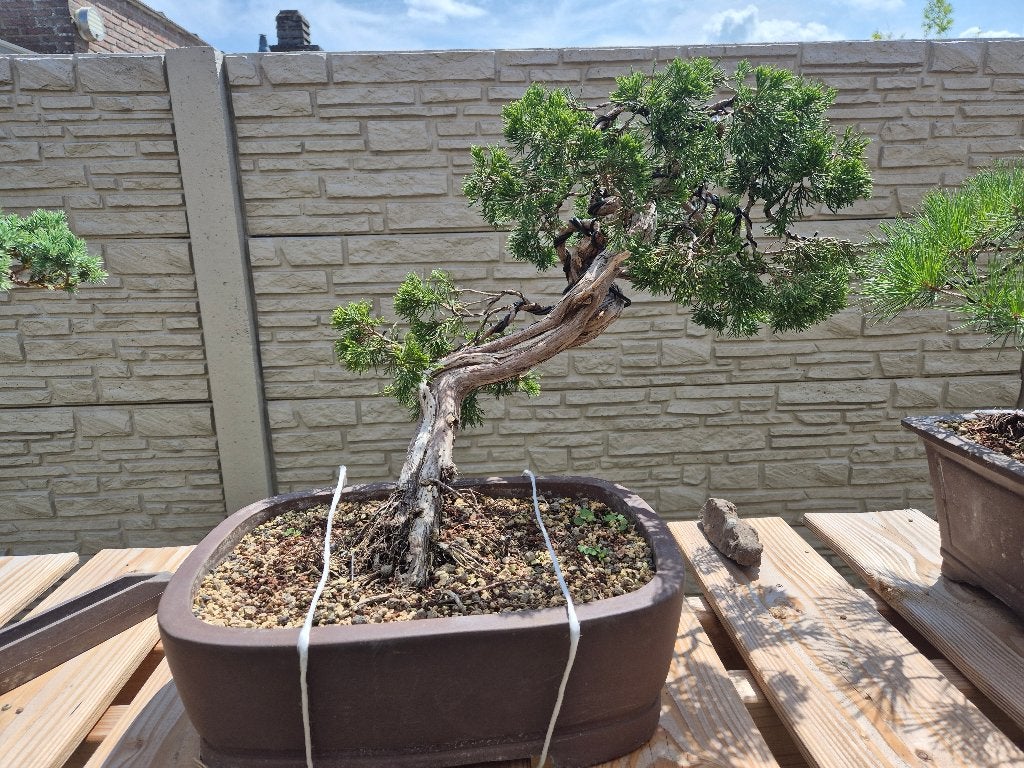 Juniperus sabina bonsai yamadori, Bloeit niet, Overige soorten, Minder dan 100 cm, Ophalen