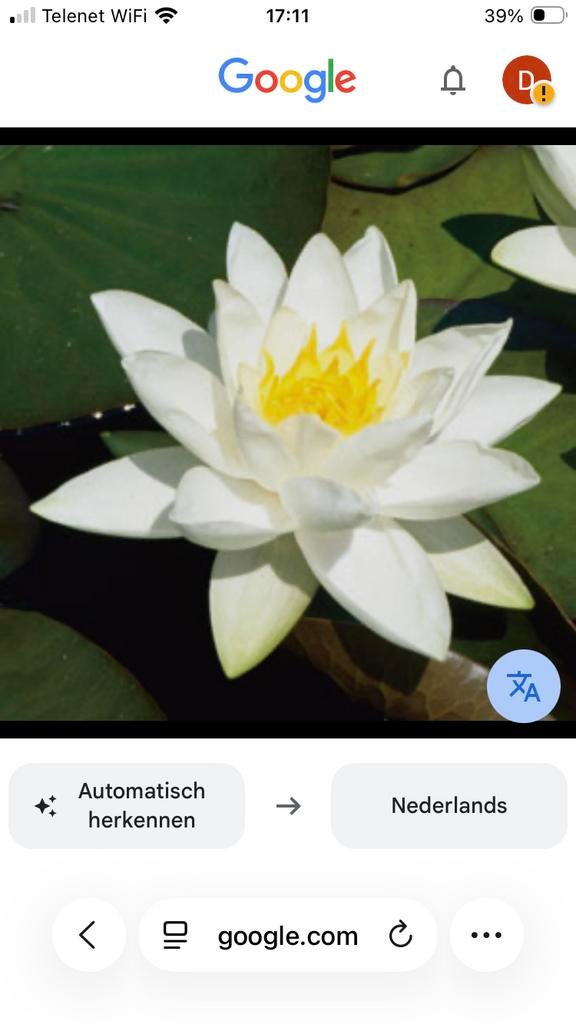 Waterlelie scheuten, Ophalen
