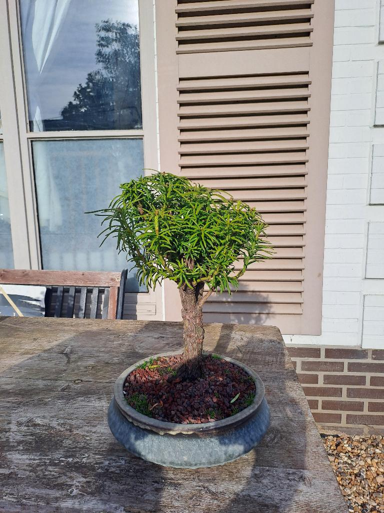 (Pre)bonsai van taxus, Bloeit niet, Overige soorten, Minder dan 100 cm, Ophalen