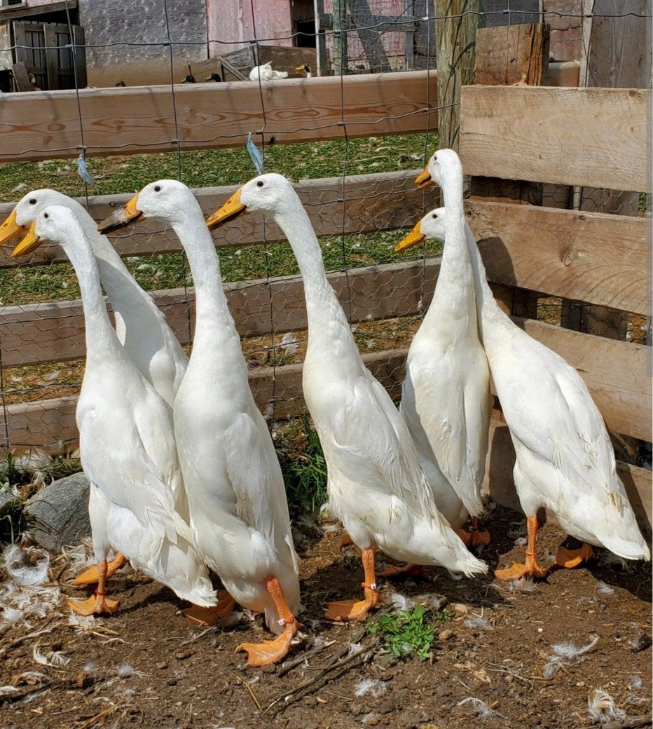 Broedeieren gezocht, Plusieurs animaux, Canard