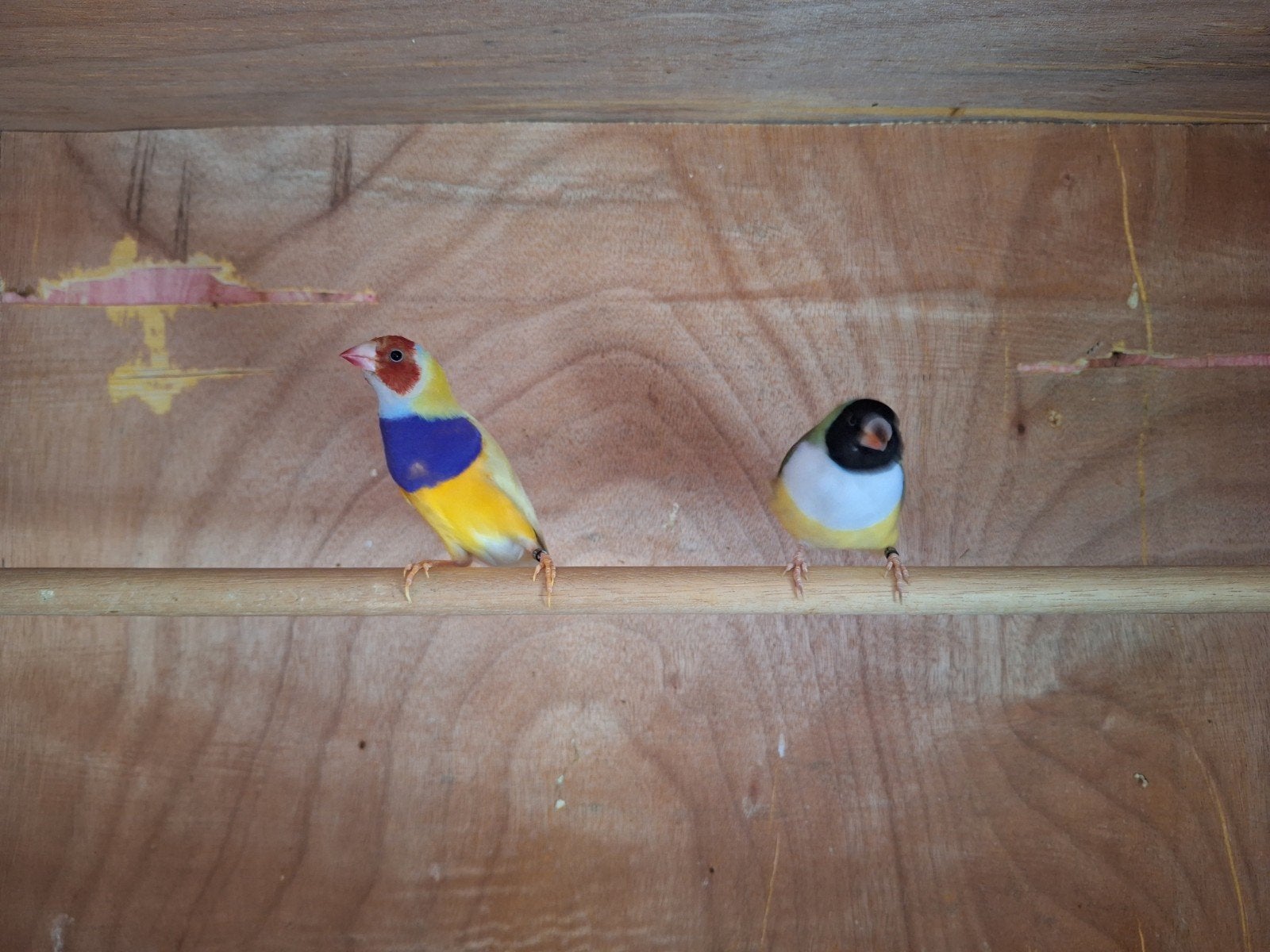 Koppeltje gold amadine, Dieren en Toebehoren, Vogels | Overige Vogels