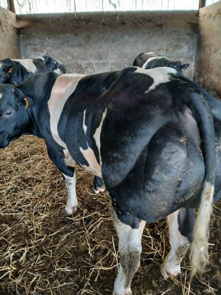 Jonge dekstiers, Mannelijk, 0 tot 2 jaar