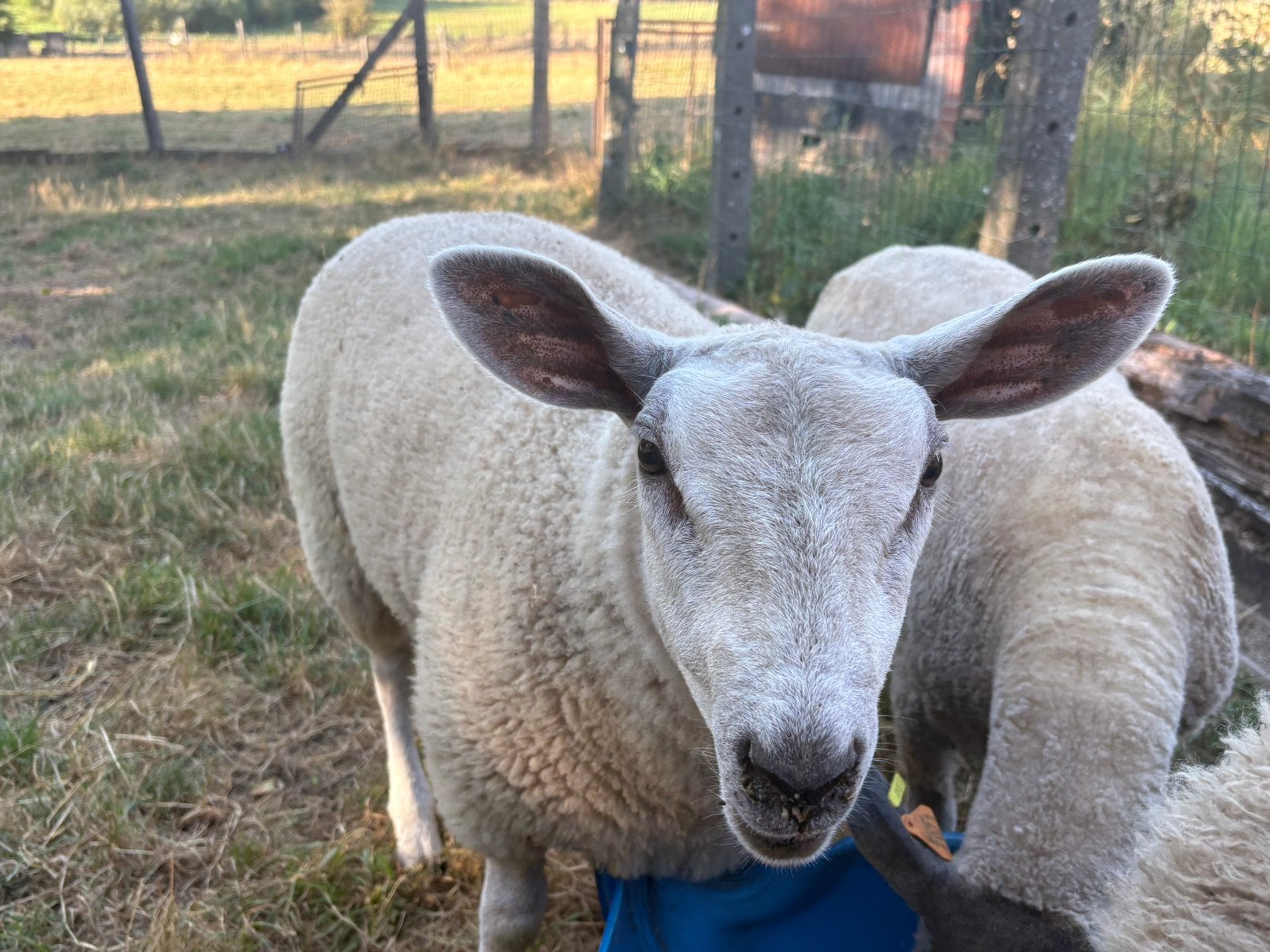 Lammers, Dieren en Toebehoren, Meerdere dieren, Schaap, 0 tot 2 jaar