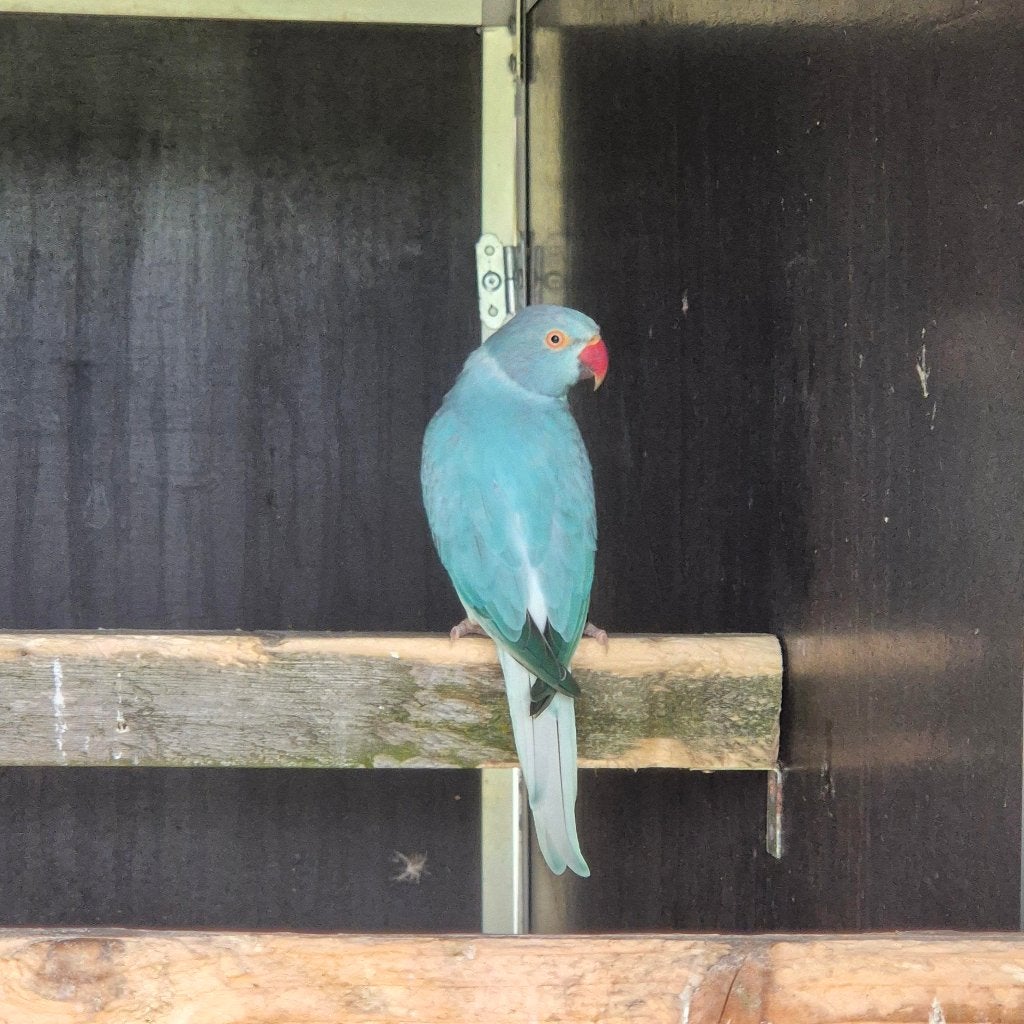 halsbandparkiet blauw opaline wkwst pop, Vrouwelijk, Parkiet, Geringd