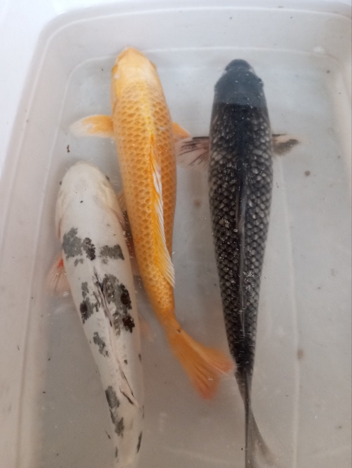 nog 15 kois 30/35 cm uitverkoop, Dieren en Toebehoren