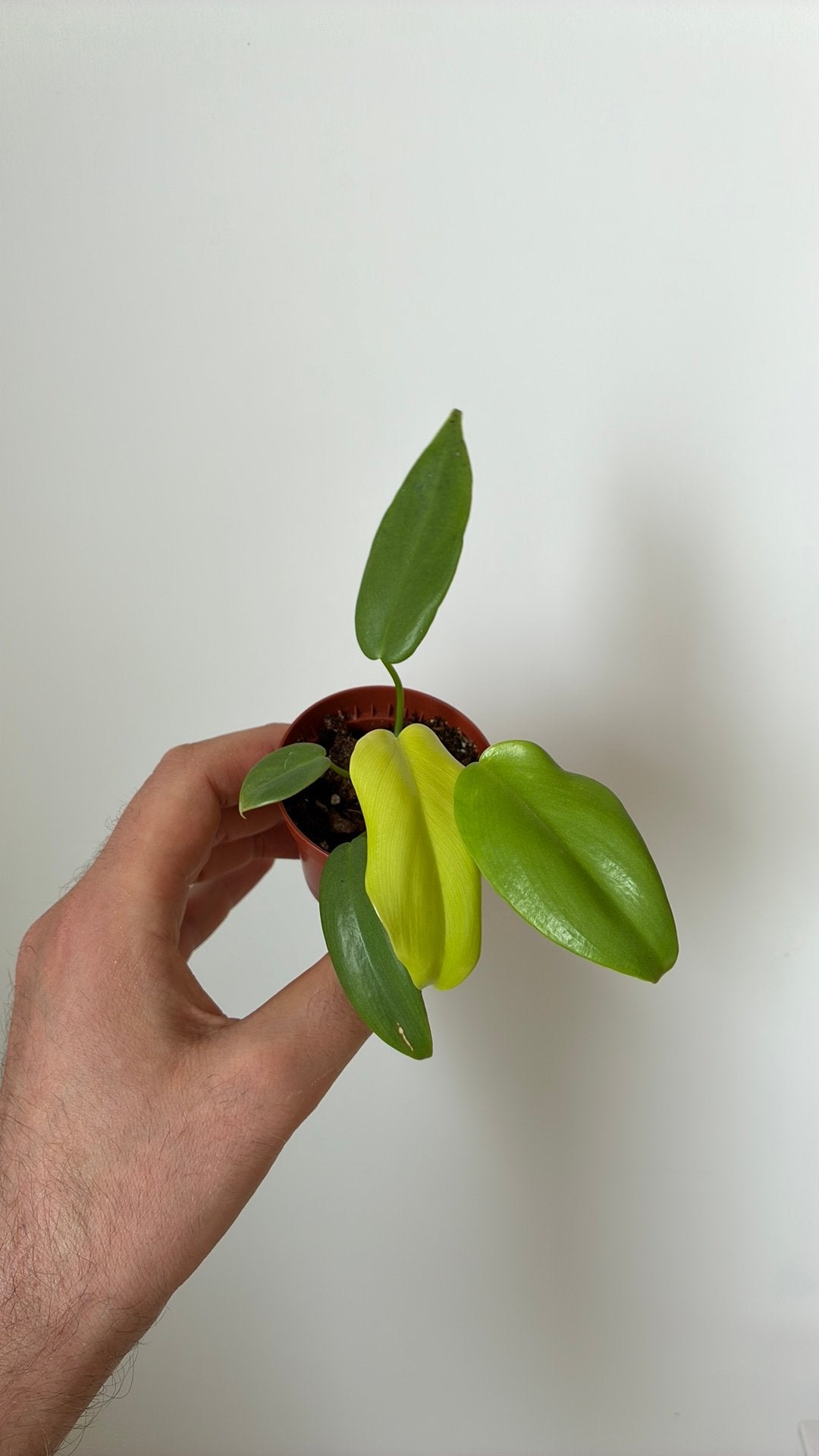 Philodendron golden violin, Ophalen