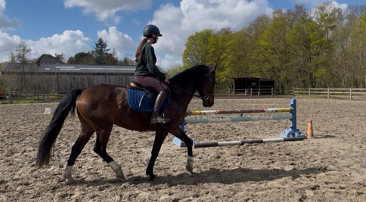 Lief betrouwbaar (gezins)paard te koop!, Animaux & Accessoires, Chevaux & Poneys | Autres trucs de cheval, Comme neuf, Enlèvement