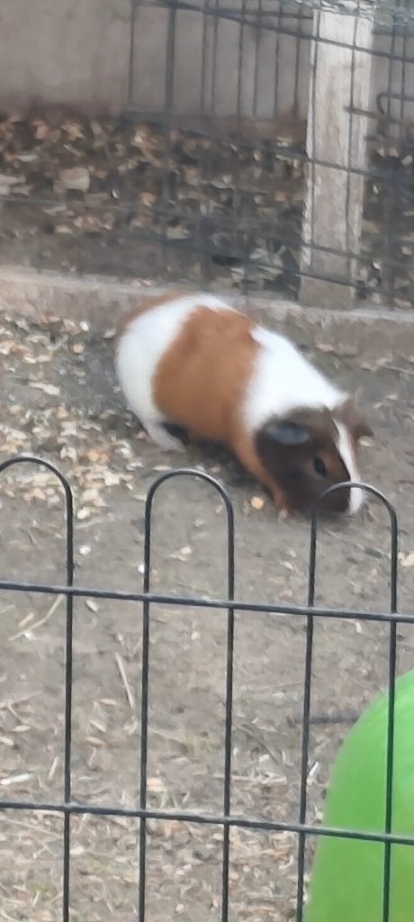 Cavia beertje 6 weken oud, Dieren en Toebehoren, Knaagdieren, Juli, Mannelijk, Cavia