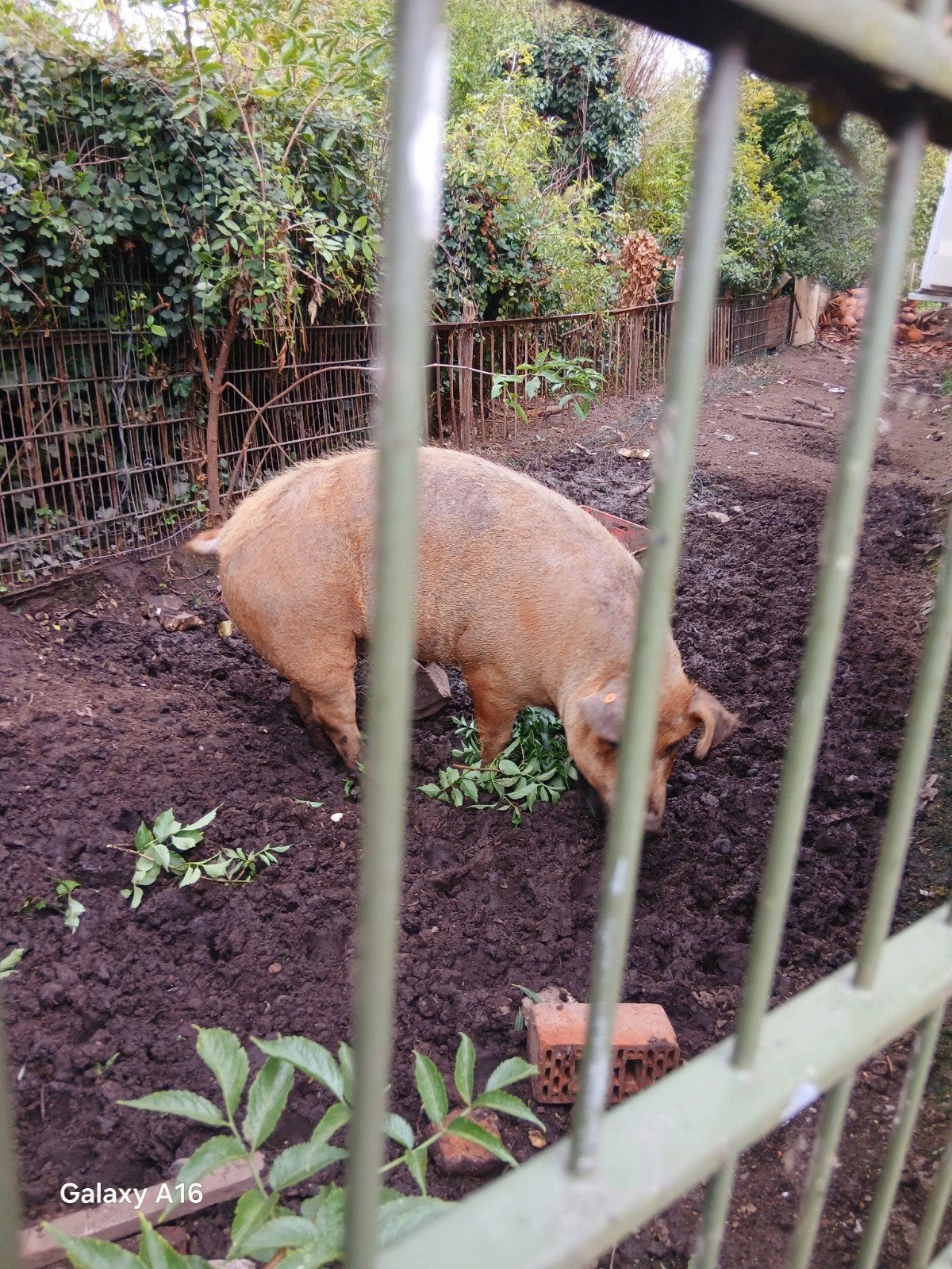 duroc varken te koop zeug voor slacht of kweek, Varken
